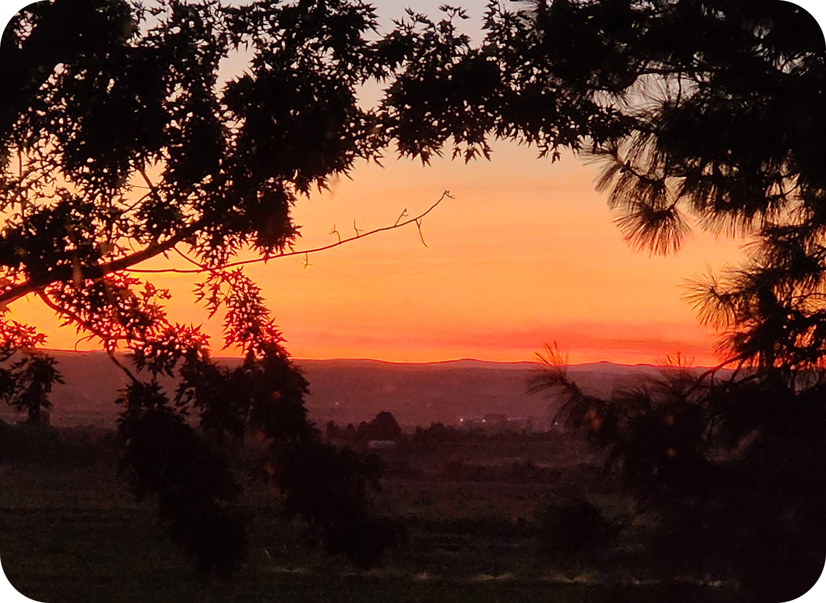 Silhouetted branches with orange sunset background